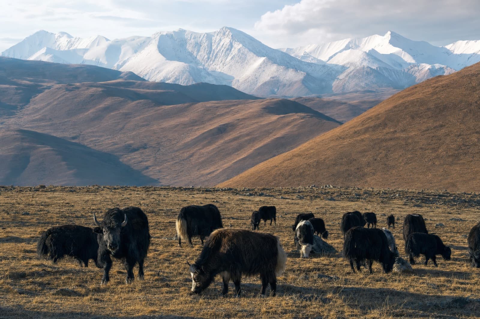 Everest & Changtang (10 Days)