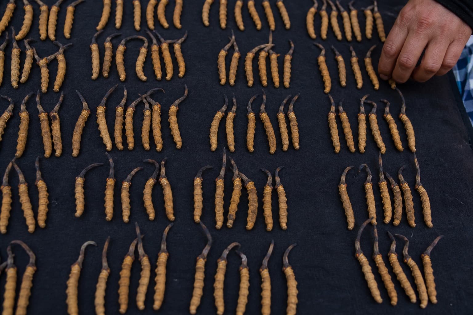 Yartsa Gunbu: Tibet's Caterpillar-Fungus Gold Rush